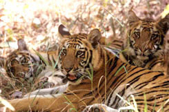 bandhavgarh Tiger