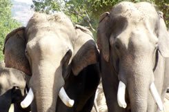 Corbett National Park elephants