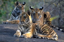 kaziranga tigers
