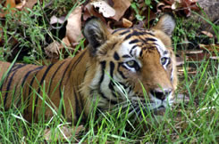 wildlife tiger