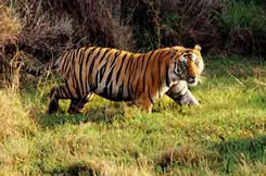 Manas tiger