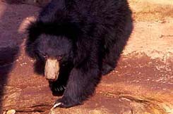 Kanha national park Bear
