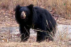 Panna National park Bear