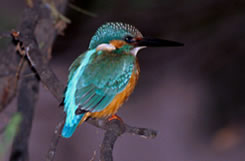 Delhi - Guwahati- Kaziranga Bird life