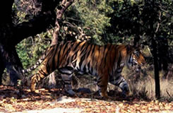 massive wild tigers