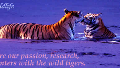 encounters with the wild tigers