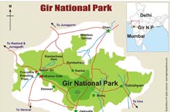 Gir National park & Lion Sanctuary