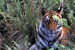 Kanha national park tiger 
