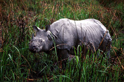 Rhinoceros unicornis (rhino) kaziranga
