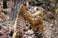 Tiger Land kanha national park