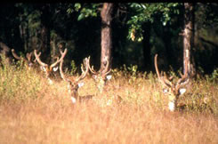 Yala National Park Deers