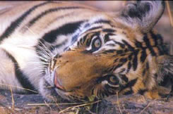 Yala National Park Tiger
