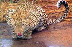 Nanda devi national park Leopard
