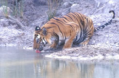 Royal chtwan National park Tiger