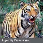 tiger by private air